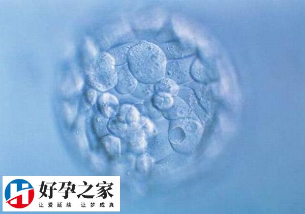 试管婴儿三代囊胚淘汰率