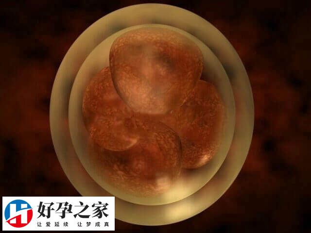 45岁试管怎么养出好卵泡