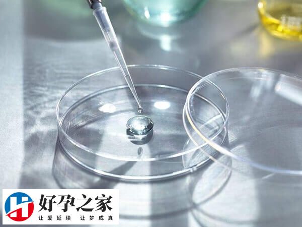 养囊通常是指第三天的胚胎继续体外培养